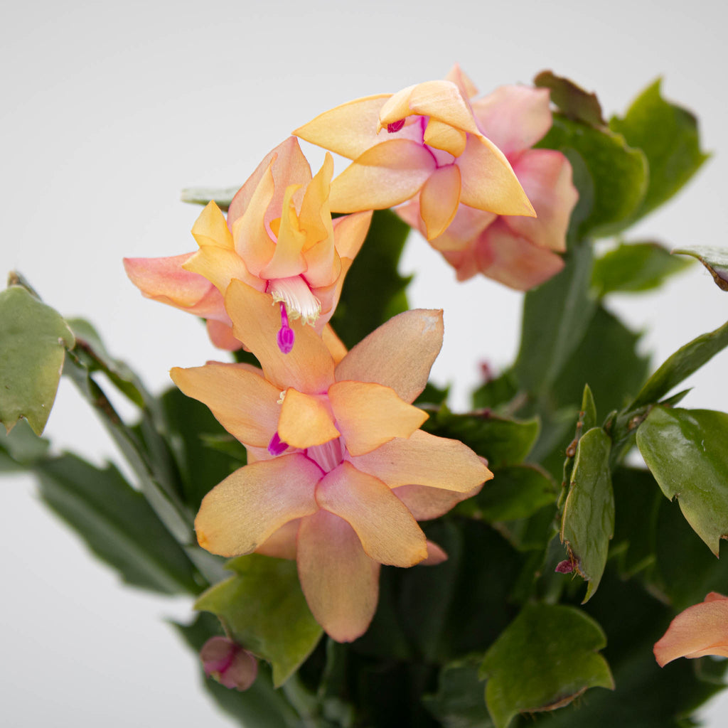 Bigger Vigor Lemon Meringue Holiday Cactus