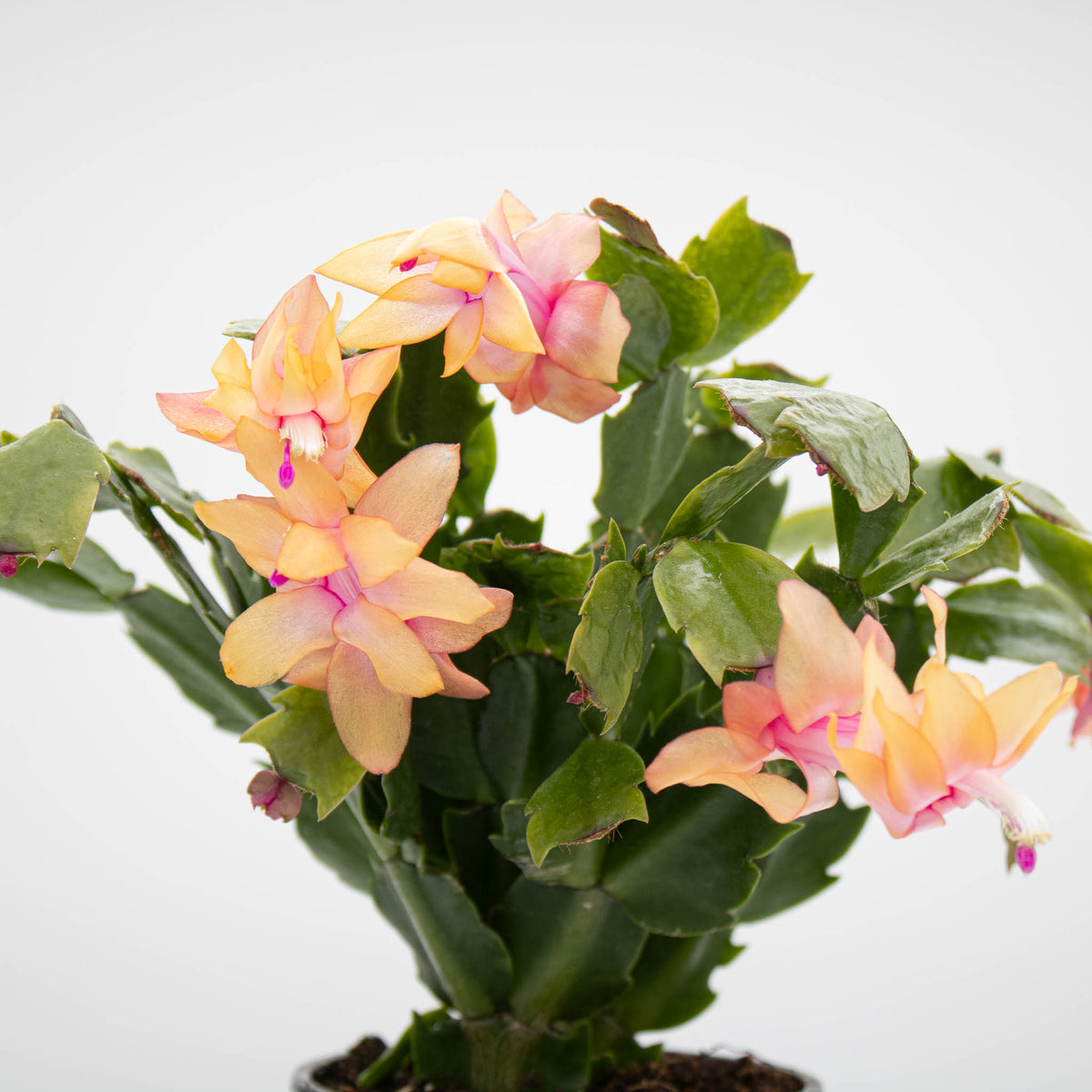 Collector's Bundle | Tangerine Sunset & Lemon Meringue Holiday Cacti