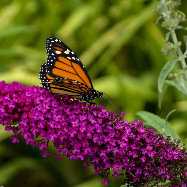 Butterfly Bush 'Queen of Hearts'