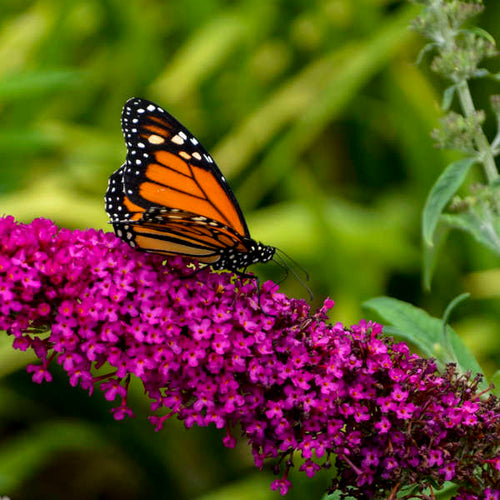 Butterfly Bush 'Queen of Hearts'