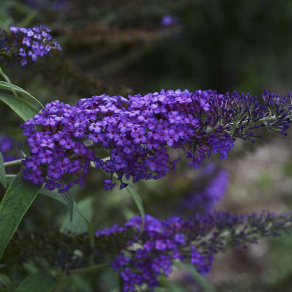 Butterfly Bush 'Blue Knight'