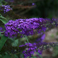 Butterfly Bush 'Blue Knight'