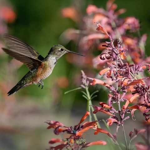 Hummingbird Mint