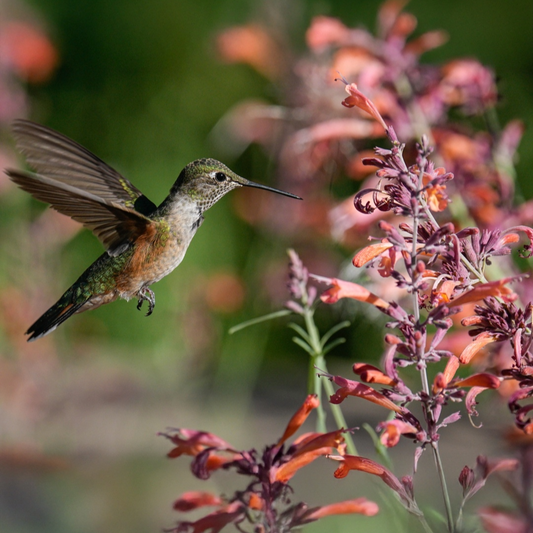 Hummingbird Mint ~ Trio of 3 Hefty Plants for Preorder