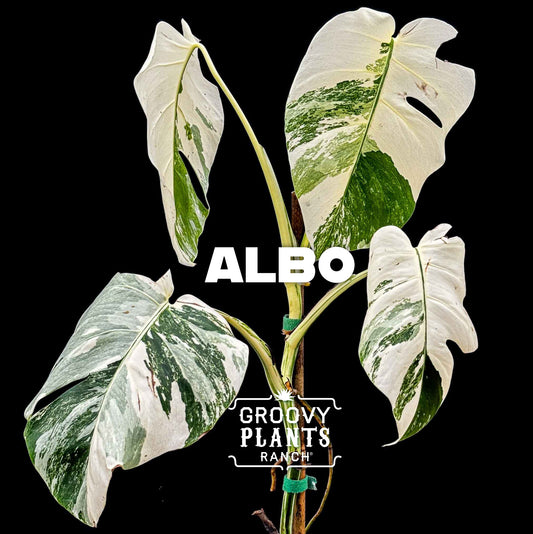 6" Monstera 'Albo' - Limited Release for Pickup
