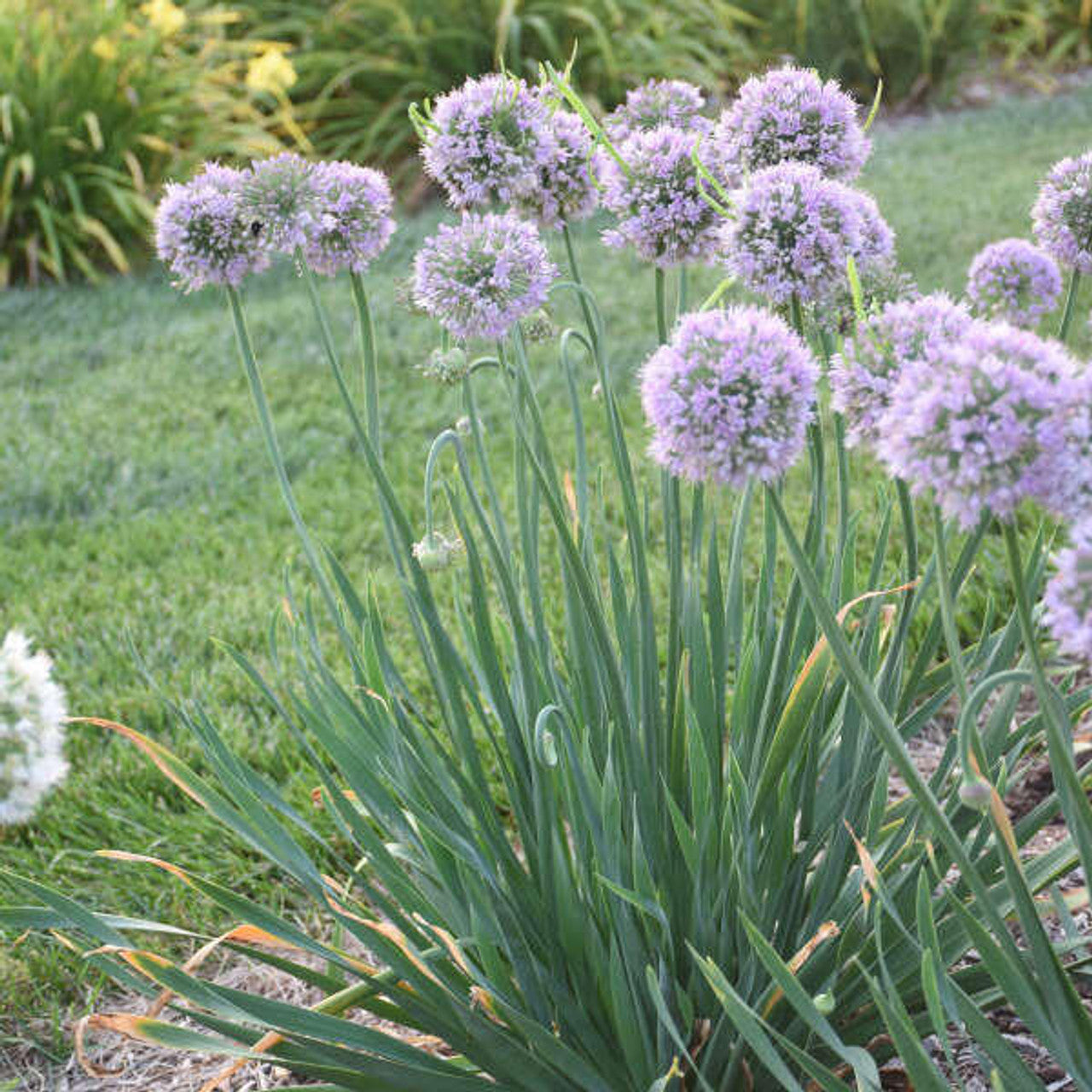 Allium 'Bubble Bath'