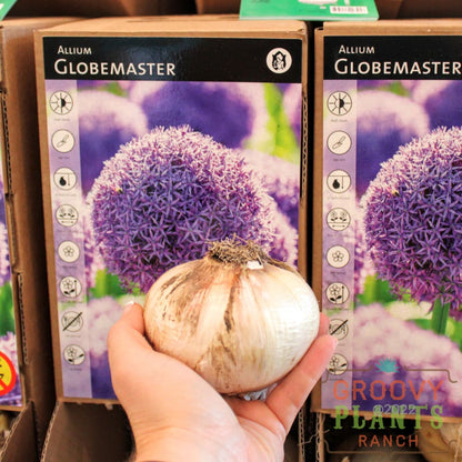 Allium 'Globemaster' ~ Trio of 3 Bulbs