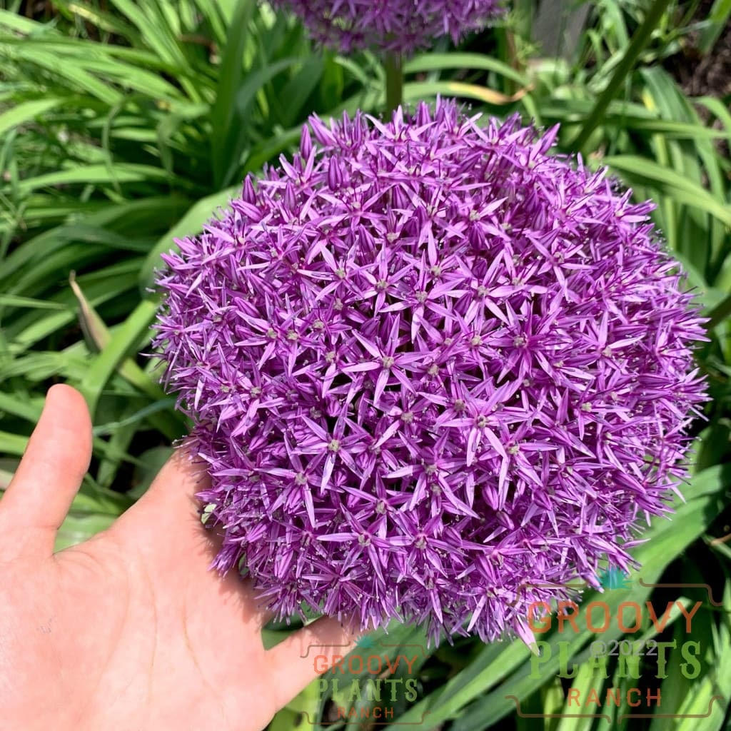 Allium 'Globemaster' - 3 Bulbs