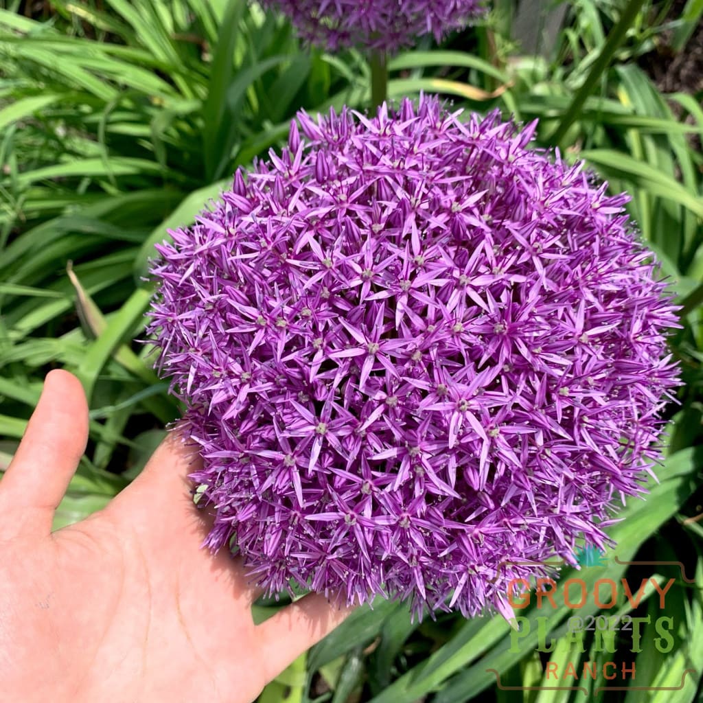 Allium 'Globemaster' ~ Trio of 3 Bulbs