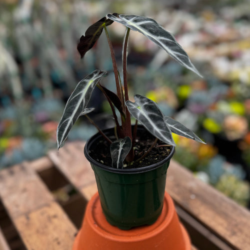Alocasia amazonica 'Bambino'