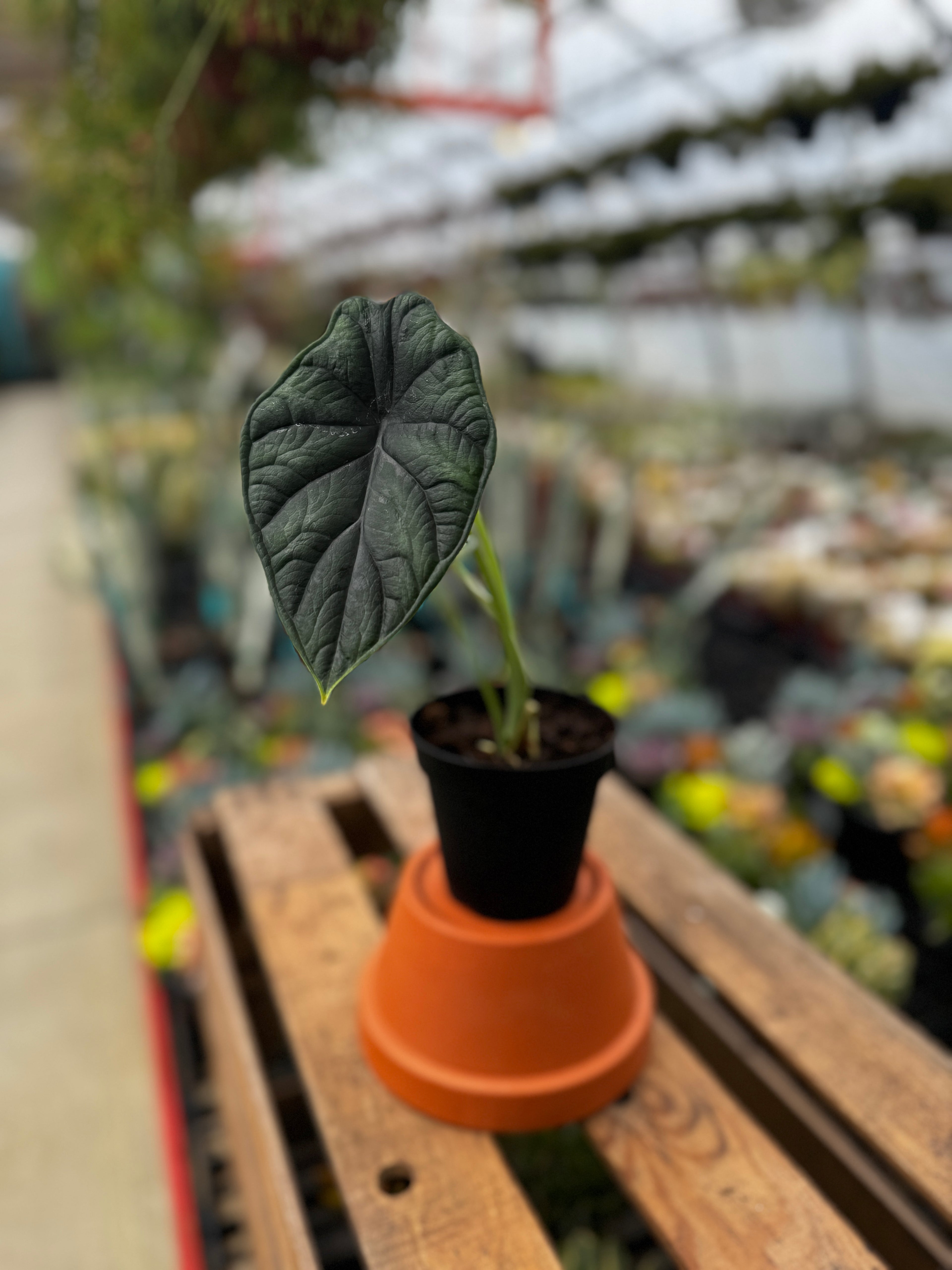 Alocasia 'Dragon Scale' | Jewel Alocasia