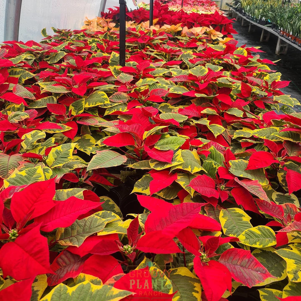 Poinsettia 'Groovy' - PREORDER
