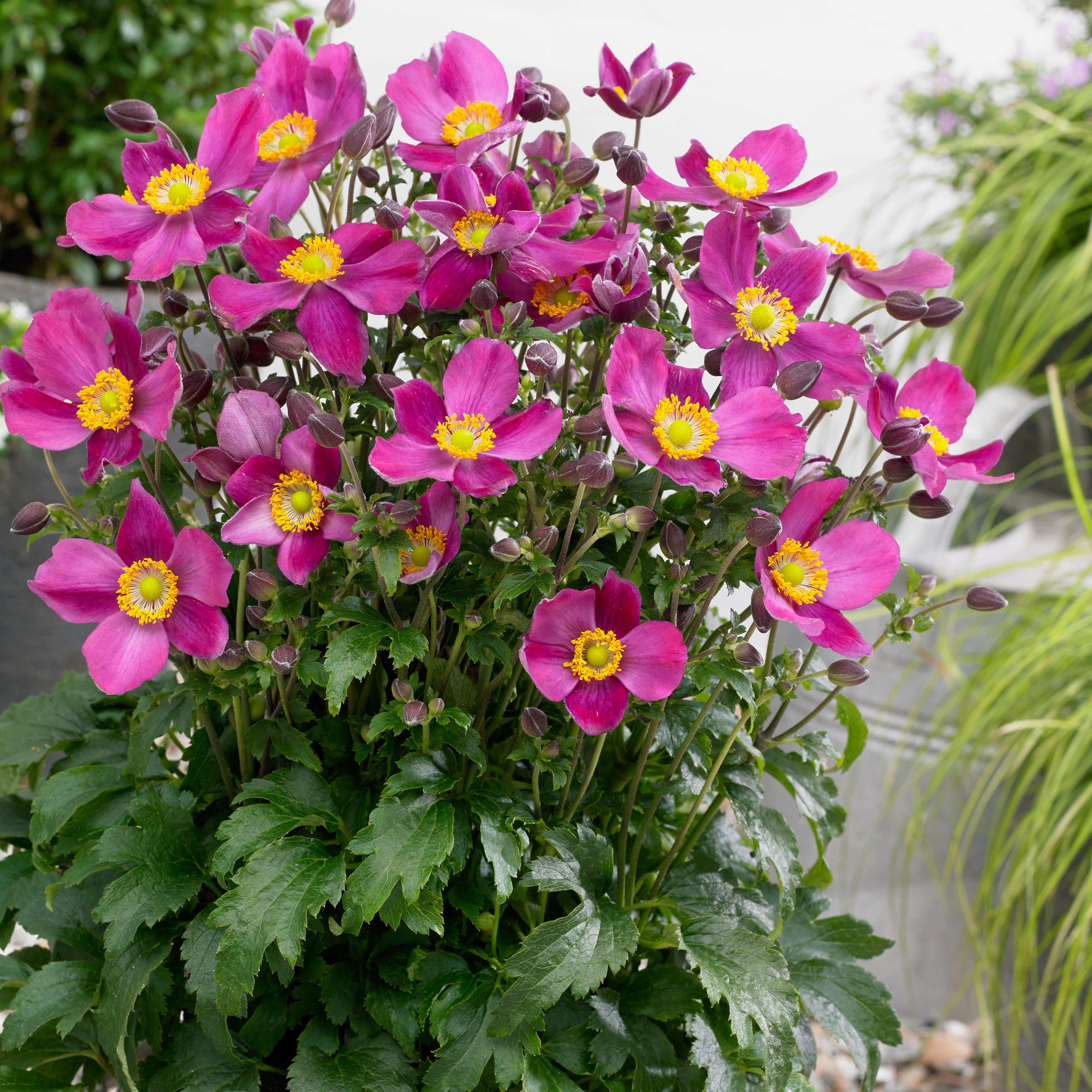 Anemone Fantasy® Red Riding Hood