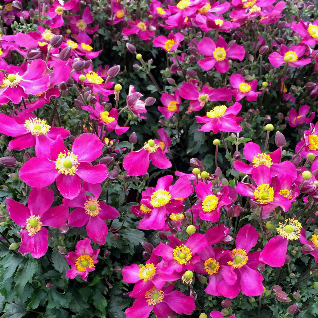 Anemone Fantasy® Red Riding Hood