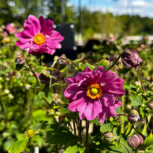 Japanese Anemone 'Curtain Call Deep Rose' - Preorder Now for Pickup at The Ranch Now