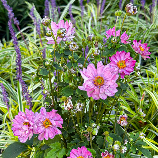 Anemone 'Curtain Call Pink' - Preorder Now for Pickup at The Ranch Now