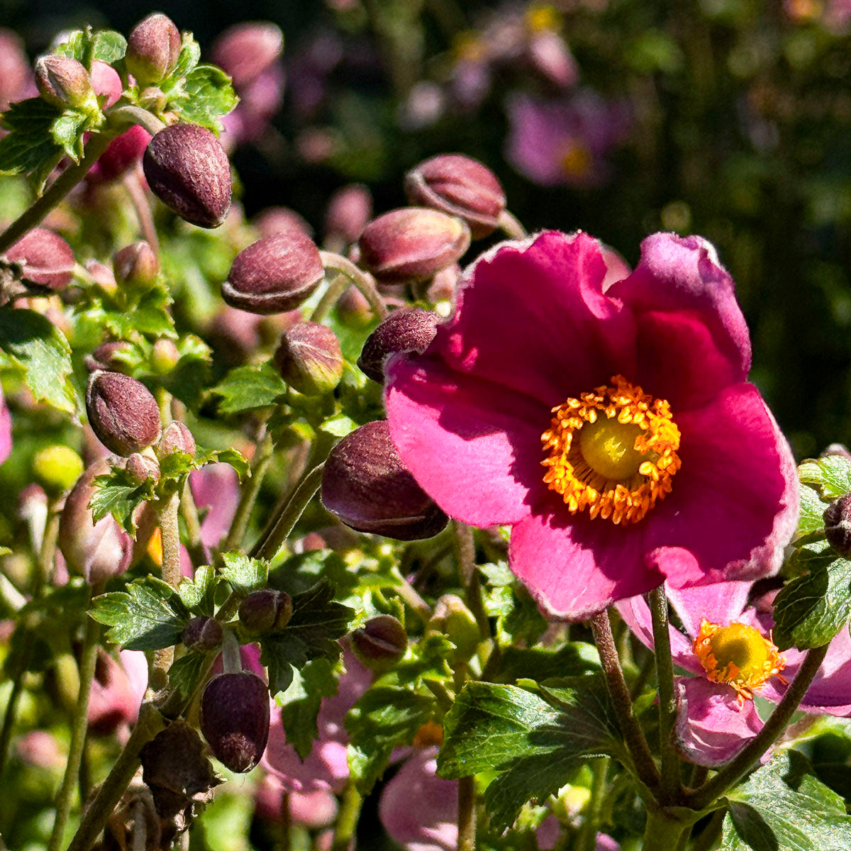 Anemone Fantasy™ 'Red Riding Hood' - Preorder Now for Pickup at The Ranch Now