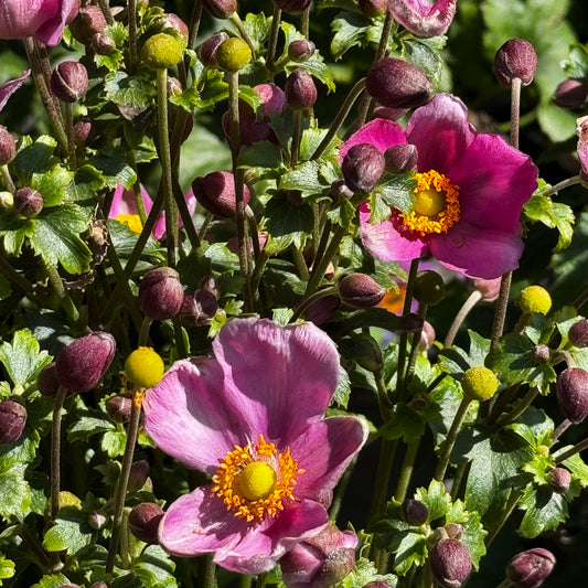 Anemone Fantasy™ 'Red Riding Hood' - Preorder Now for Pickup at The Ranch Now