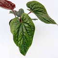 Anthurium radicans x luxurians