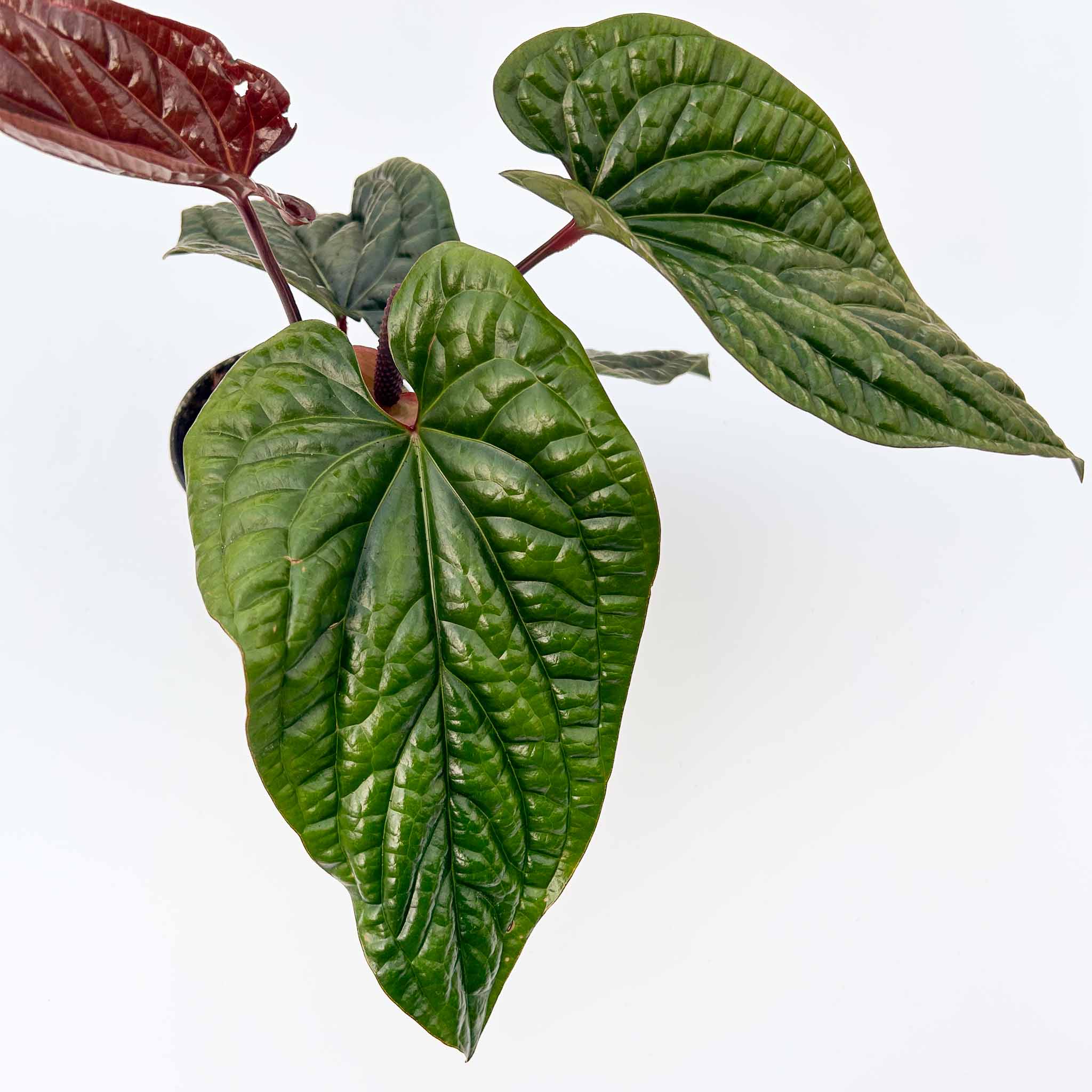 Anthurium radicans x luxurians