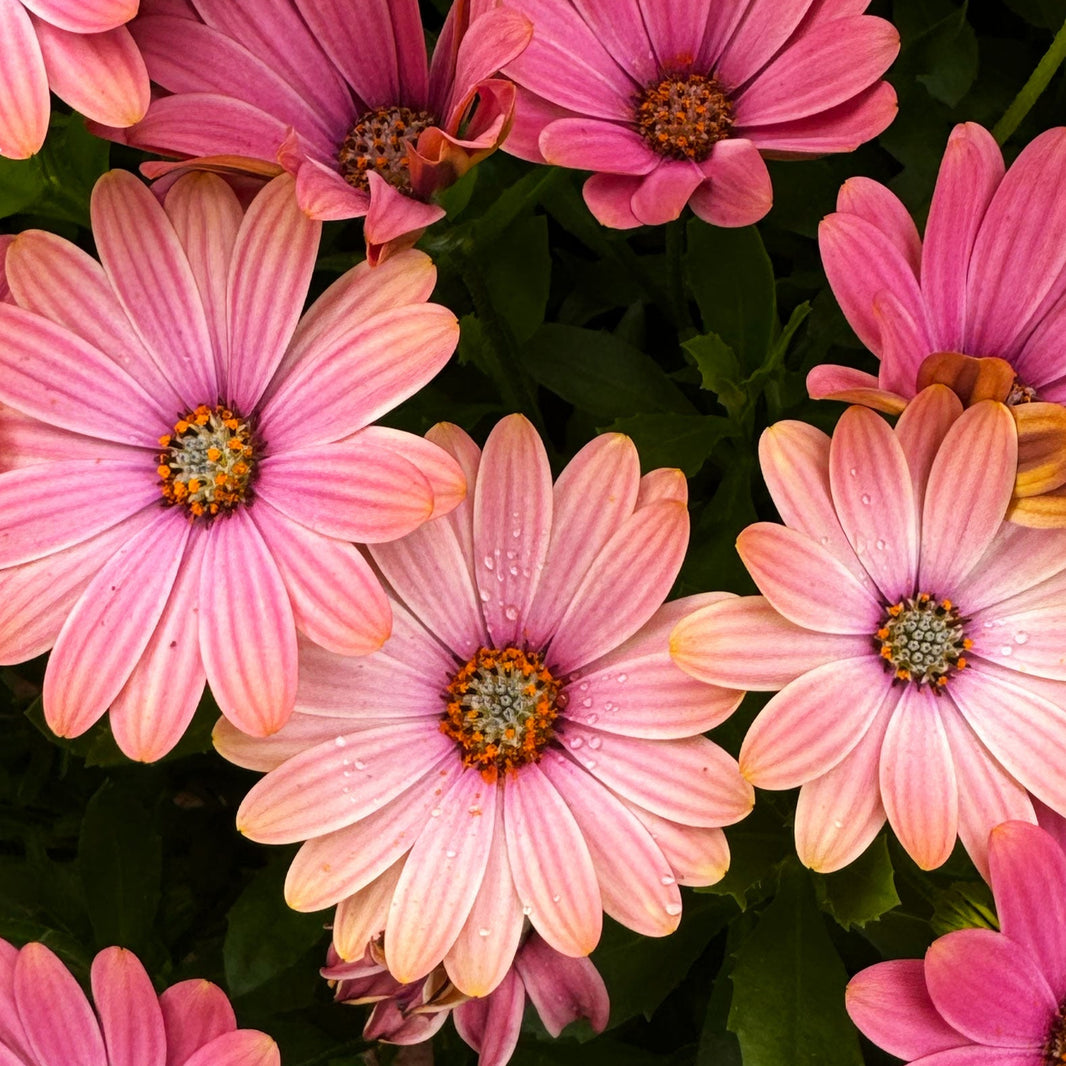 2025 Spring Ordering At Groovy Plants Ranch – The Groovy Plants Ranch LLC