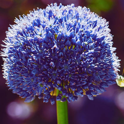Allium ‘Azureum’ ~ Many bulbs