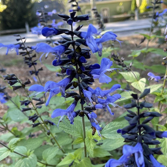 Salvia Rockin'® Blue Suede Shoes™ ~ Trio of 3 Hefty Plants