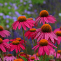 Echinacea 'Wild Berry'