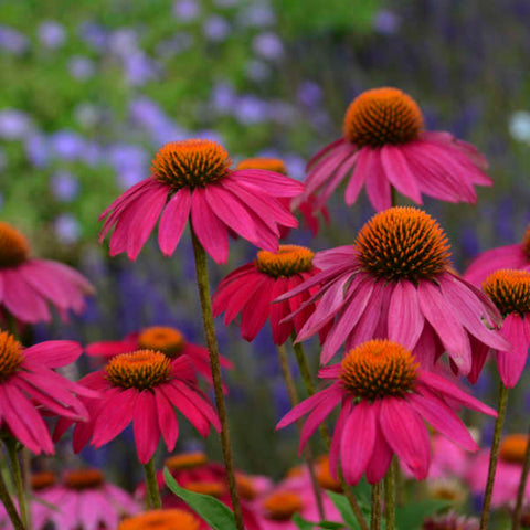 Echinacea 'Wild Berry'