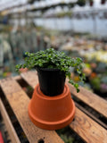 Baby Tears | Pilea Depressa