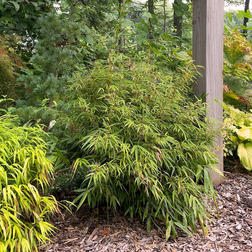 Dwarf Bamboo Fargesia rufa | Limited Release for Pickup Now