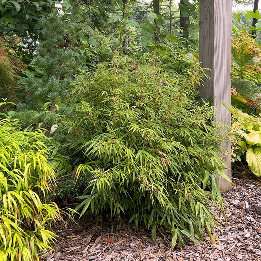 Dwarf Bamboo Fargesia rufa | Limited Release for Pickup Now
