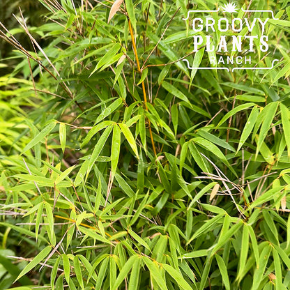 Dwarf Bamboo Fargesia rufa | Limited Release for Pickup Now