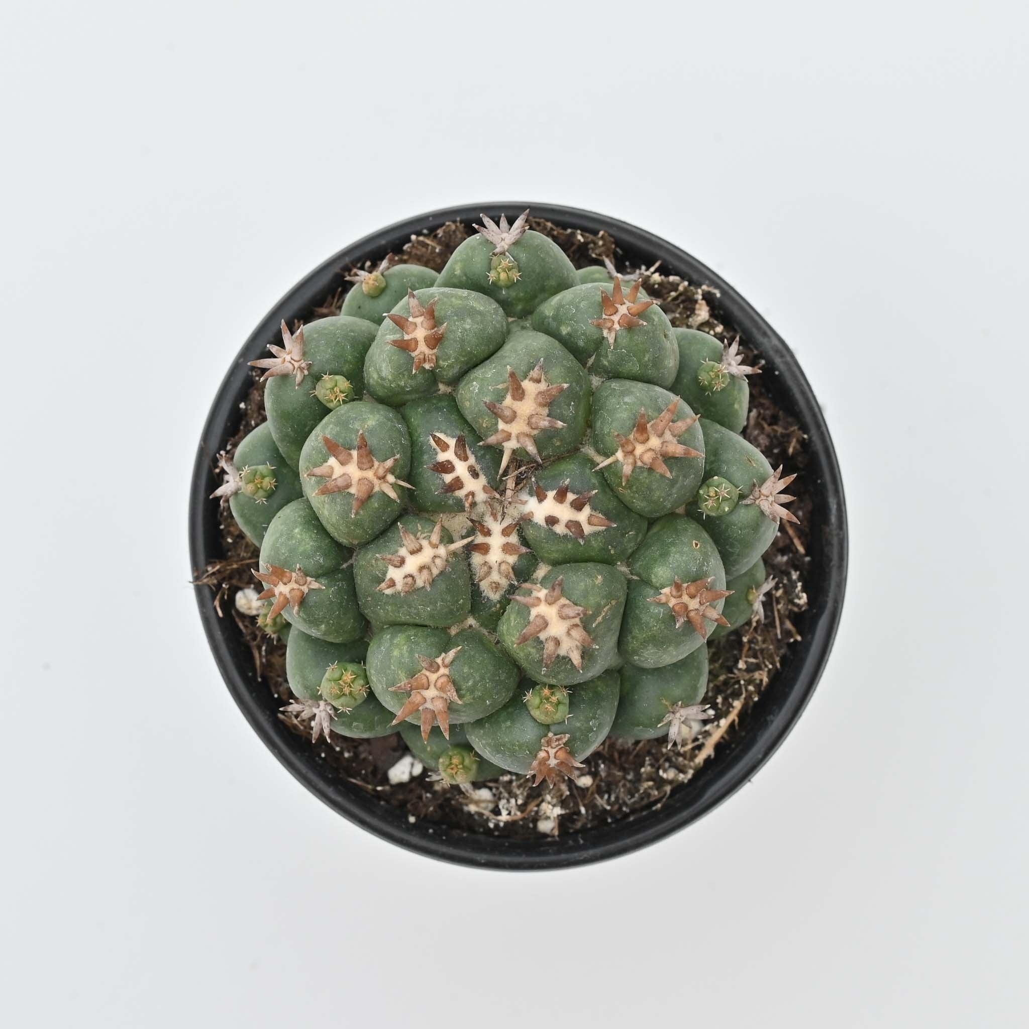 Beehive Cactus | Coryphantha elephantidens