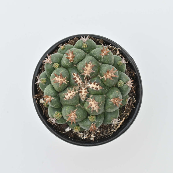 beehivecactus3_grande.jpg?v=