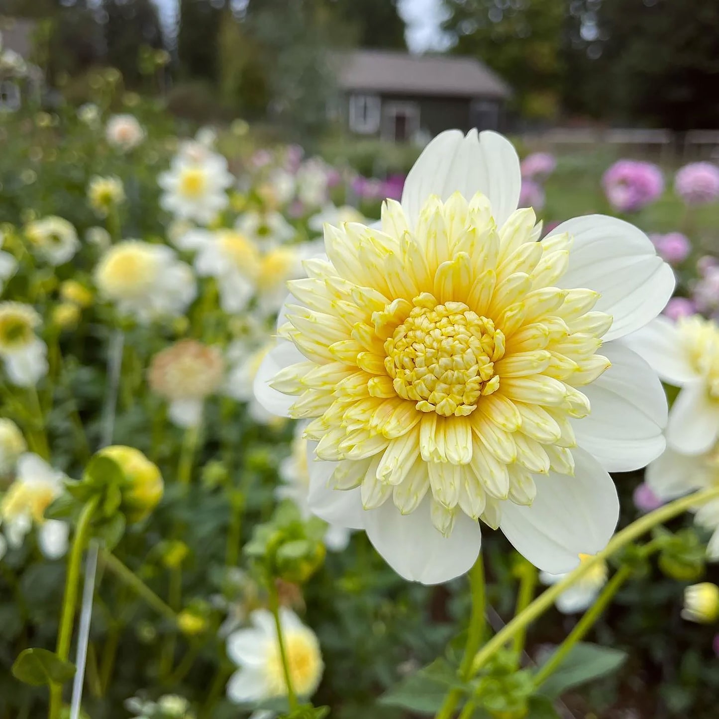 ‘Platinum Blonde’ Dahlia ~ 3 Tubers