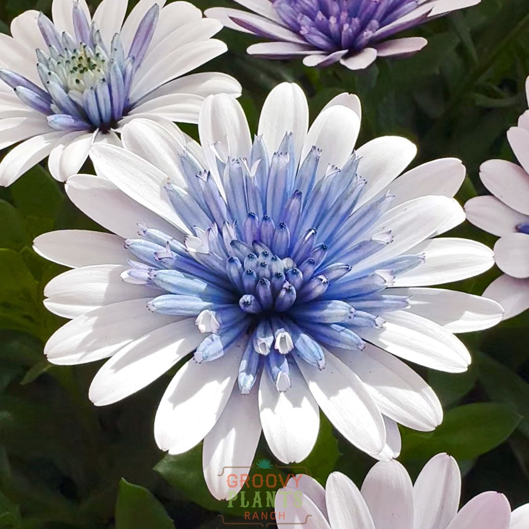 'Blue Ice' Psychedelic Daisy ~ Trio of 3 Hefty Plants for Preorder