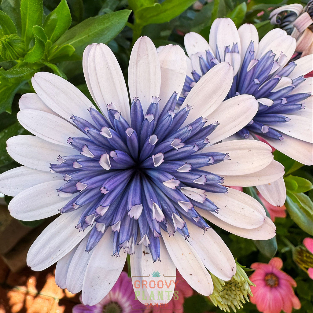 'Blue Ice' Psychedelic Daisy ~ Trio of 3 Hefty Plants for Preorder
