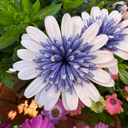 Osteo Blue Ice ~ Trio of 3 Hefty Plants