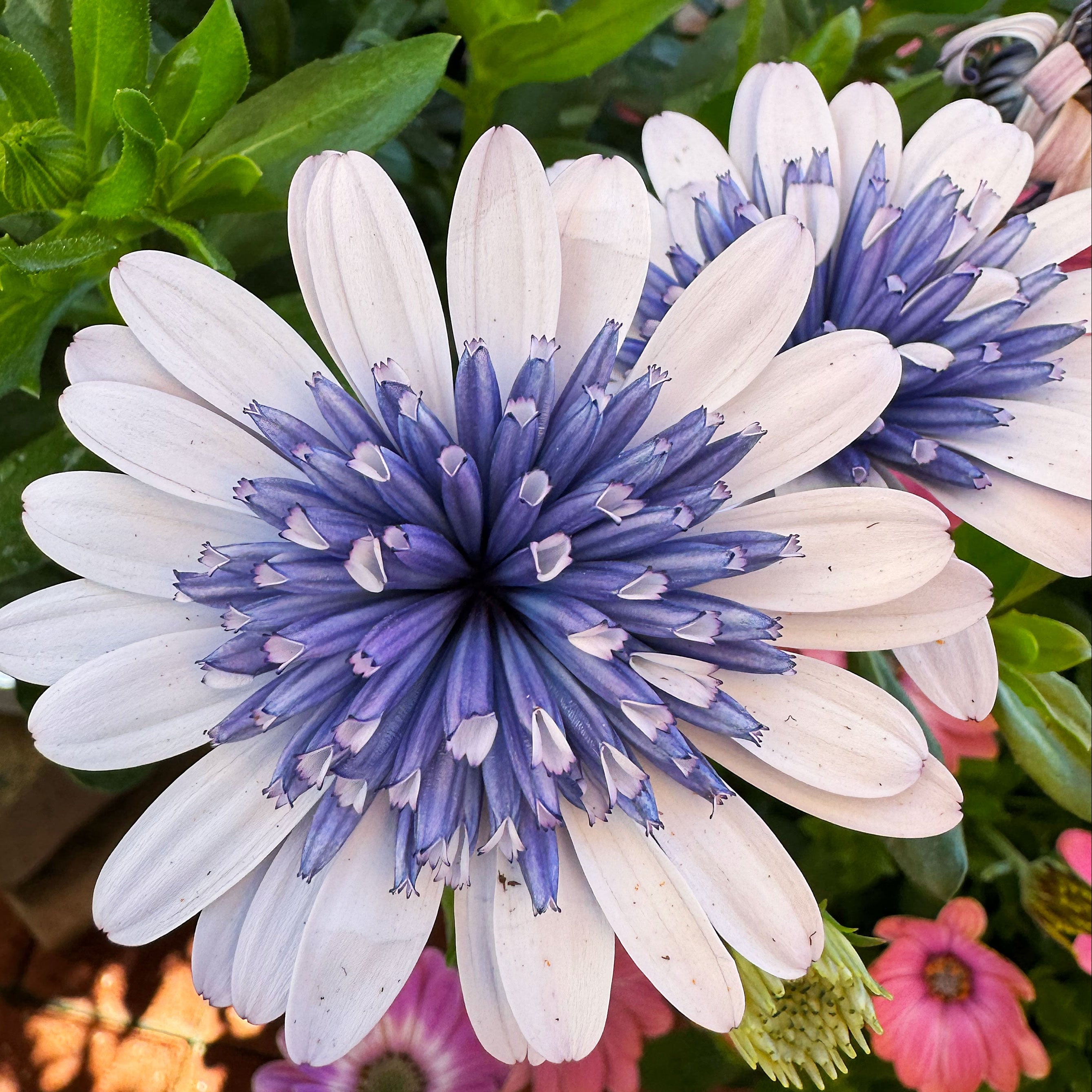 'Blue Ice' Psychedelic Daisy ~ Kaleidoscope of 24 Hefty Plants for Preorder