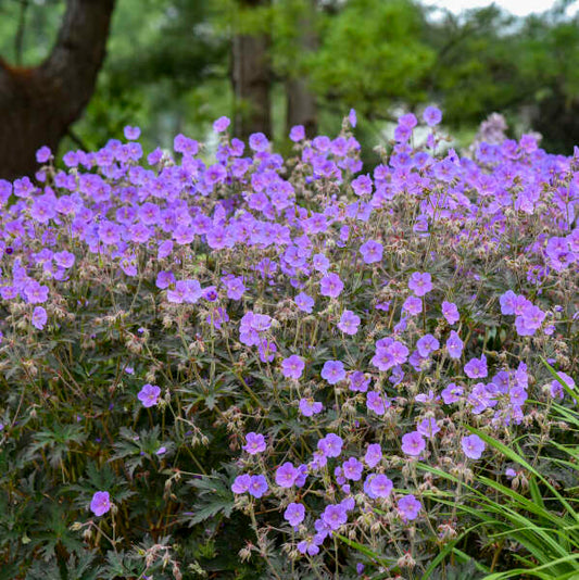 Geranium pratense 'Boom Chocolatta'   | Limited Release - Pickup Now