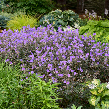 Geranium pratense 'Boom Chocolatta'   | Limited Release - Pickup Now
