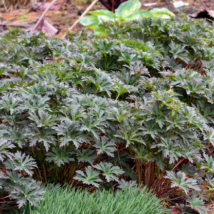 Geranium pratense 'Boom Chocolatta'   | Limited Release - Pickup Now