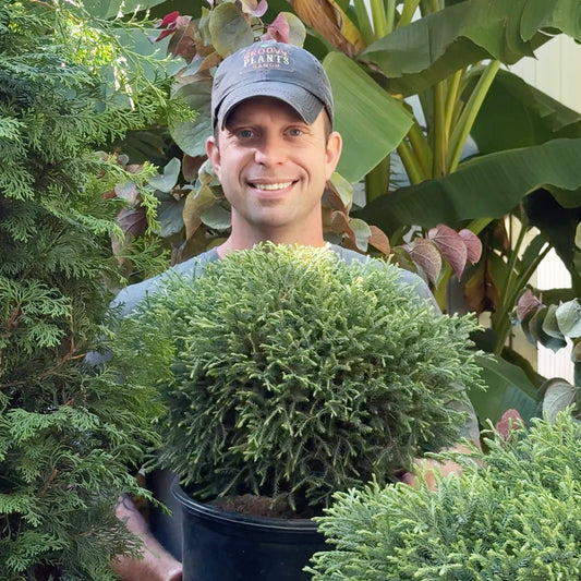 Arborvitae 'Mr. Bowling Ball' - Thuja occidentalis 'Bobozam' | Limited Release