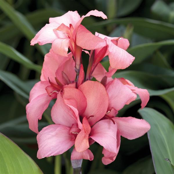 Cannova® 'Bronze Peach' ~ Trio of 3 Hefty Plants