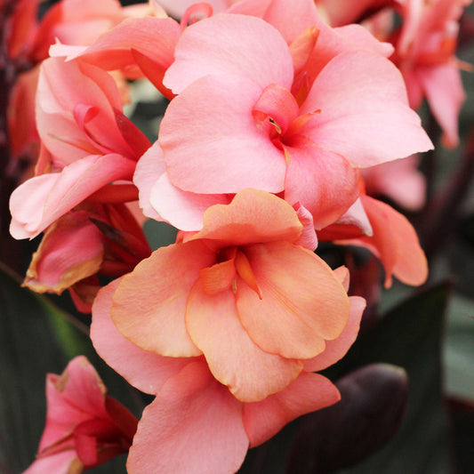 Cannova® 'Bronze Peach' ~ Trio of 3 Hefty Plants