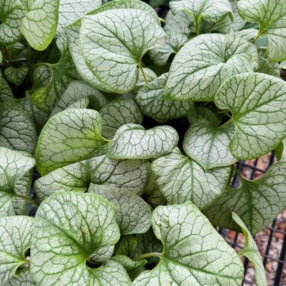 Bugloss 'Jack Frost' - Brunnera macrophylla 'Jack Frost' | Limited Release