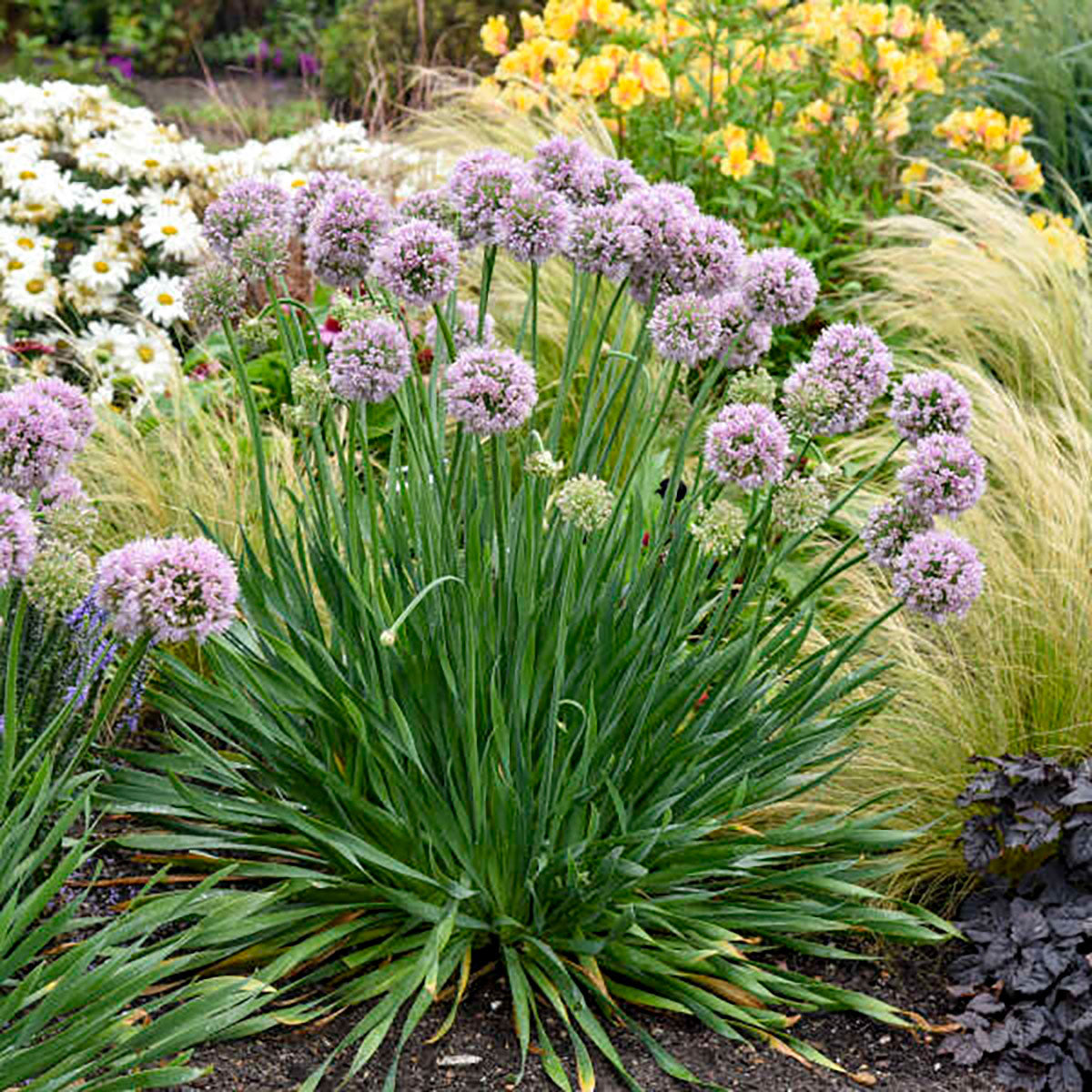 Allium 'Bubble Bath'