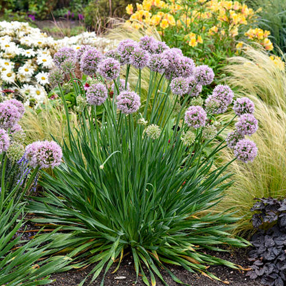 Allium 'Bubble Bath'