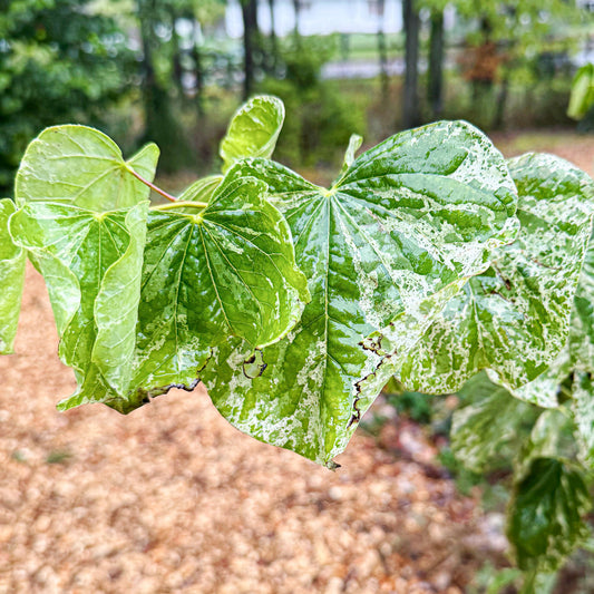 Variegated Redbud 'Alley Cat' - Cercis canadensis | Limited Release